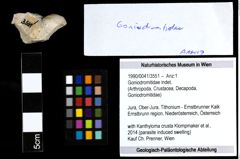 Foto (Objekt + Etiketten) von Goniodromitidae indet. 